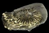 1.4" Pyritized (Pleuroceras) Ammonite Fossil - Germany - #131118-1